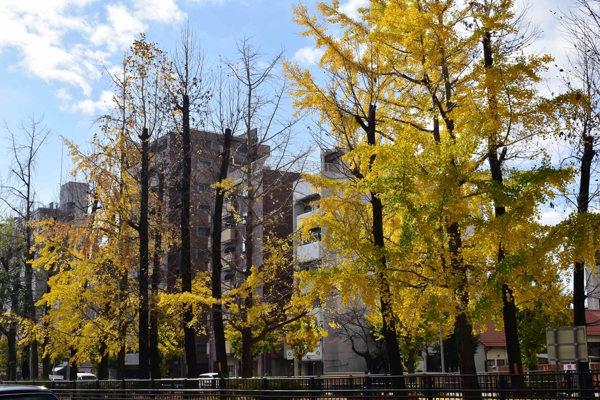 堀川上御霊前のイチョウ 散りはじめ 2020年11月26日 撮影:MKタクシー