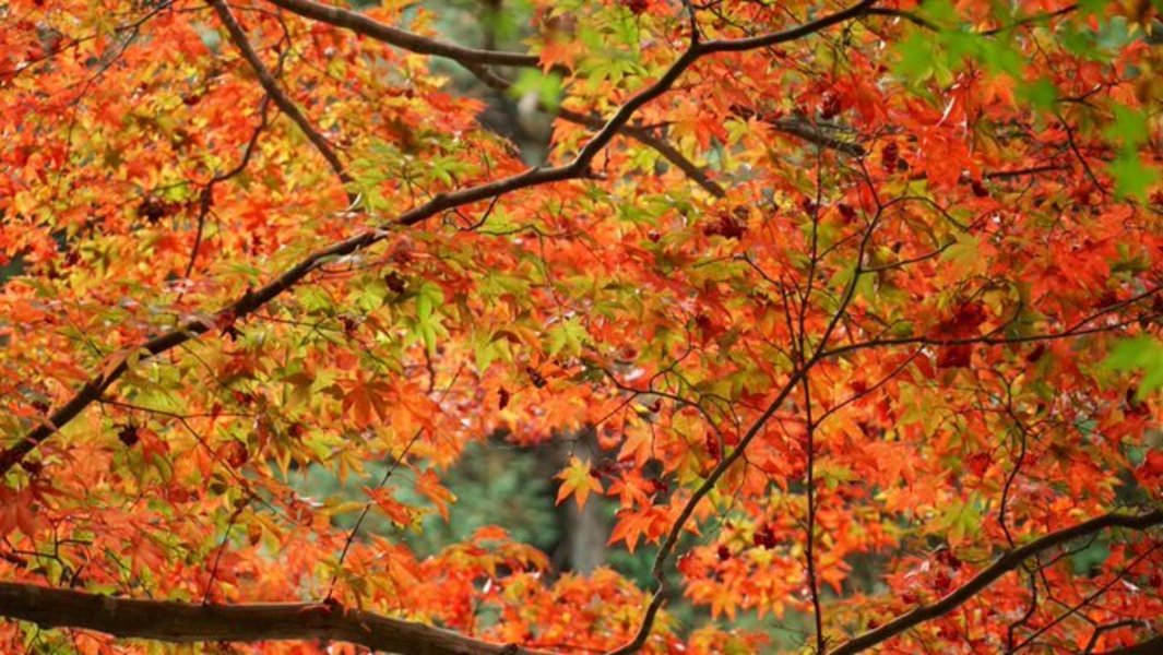 日向大神宮の紅葉　見頃　2020年11月25日　撮影：MKタクシー