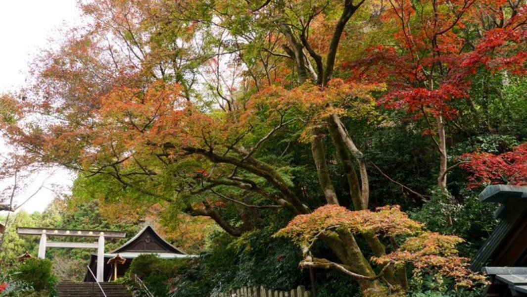 日向大神宮の紅葉　見頃　2020年11月25日　撮影：MKタクシー