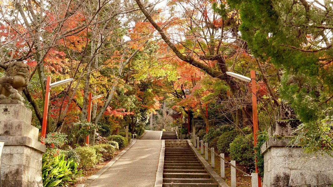 粟田神社・参道の紅葉　見頃　2020年11月25日　撮影：MKタクシー