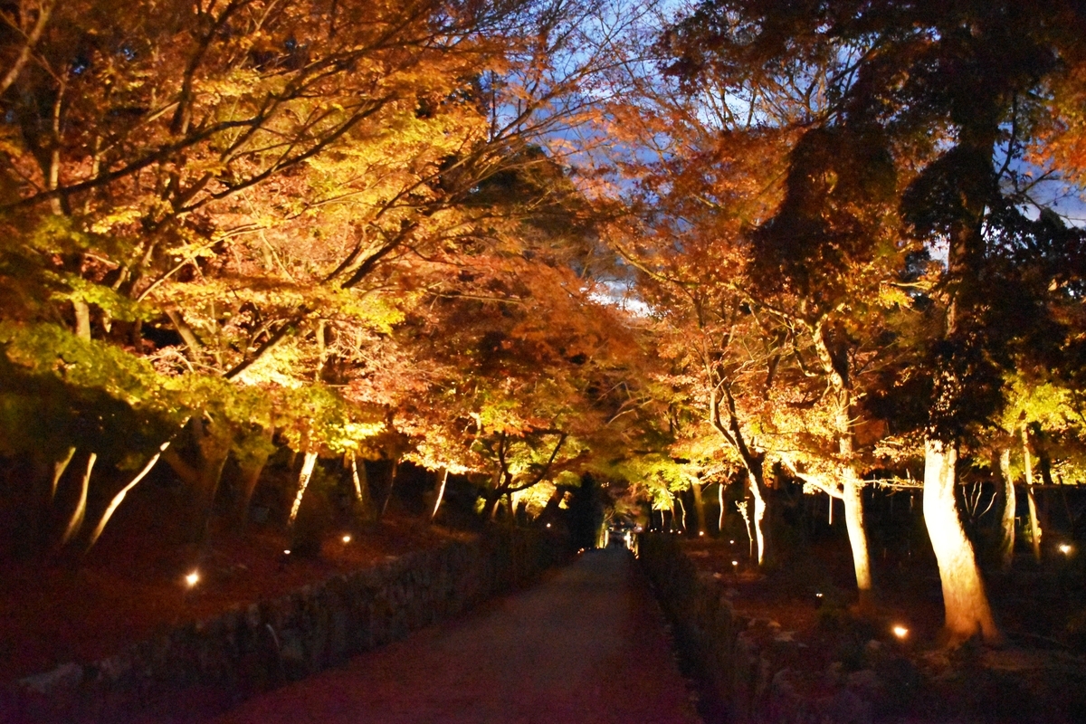 興聖寺の紅葉ライトアップ 散りはじめ 2020年11月28日 撮影:MKタクシー