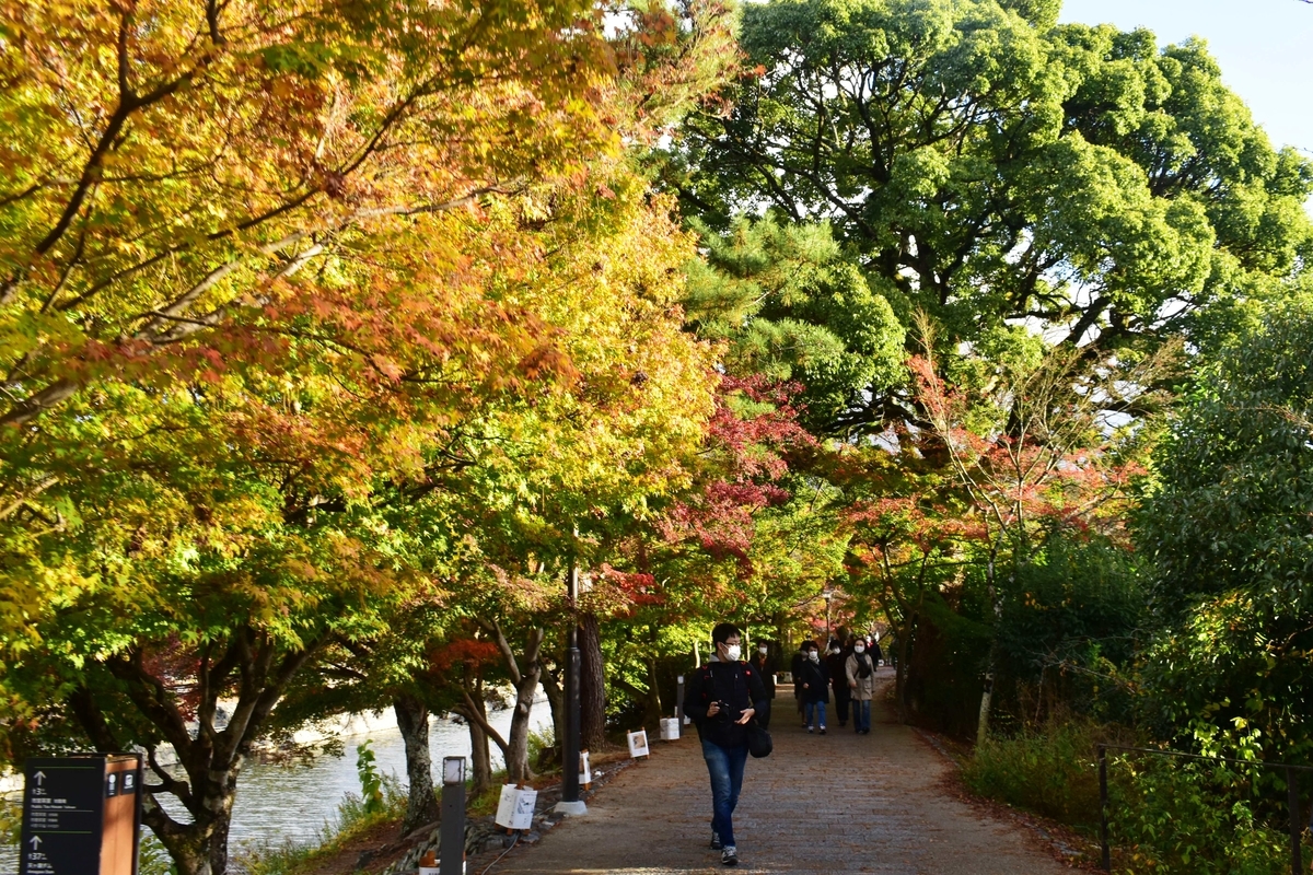 あじろぎの道の紅葉 見頃 2020年11月28日 撮影:MKタクシー