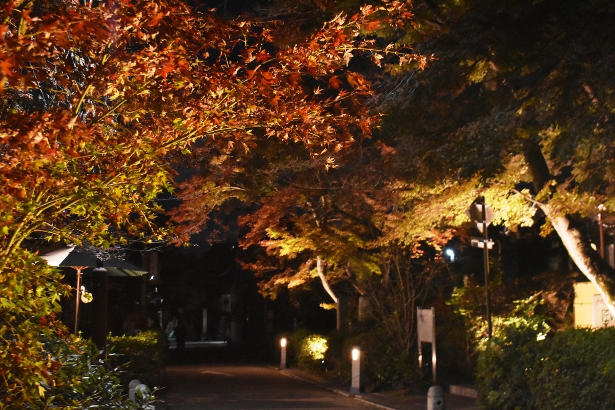 宇治灯りのみち 紅葉ライトアップ 見頃 2020年11月28日 撮影:MKタクシー