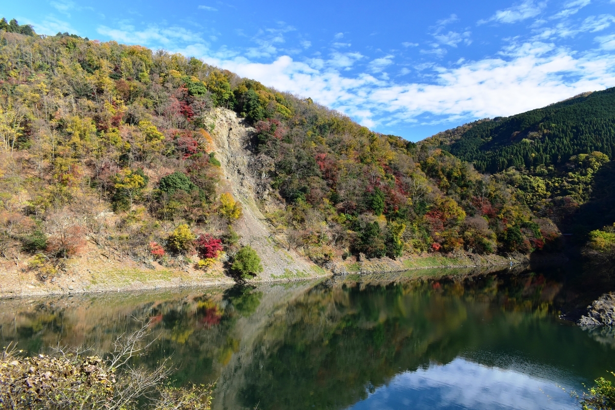 天ヶ瀬ダム湖・鳳凰湖の紅葉　見頃　2020年11月28日　撮影：MKタクシー