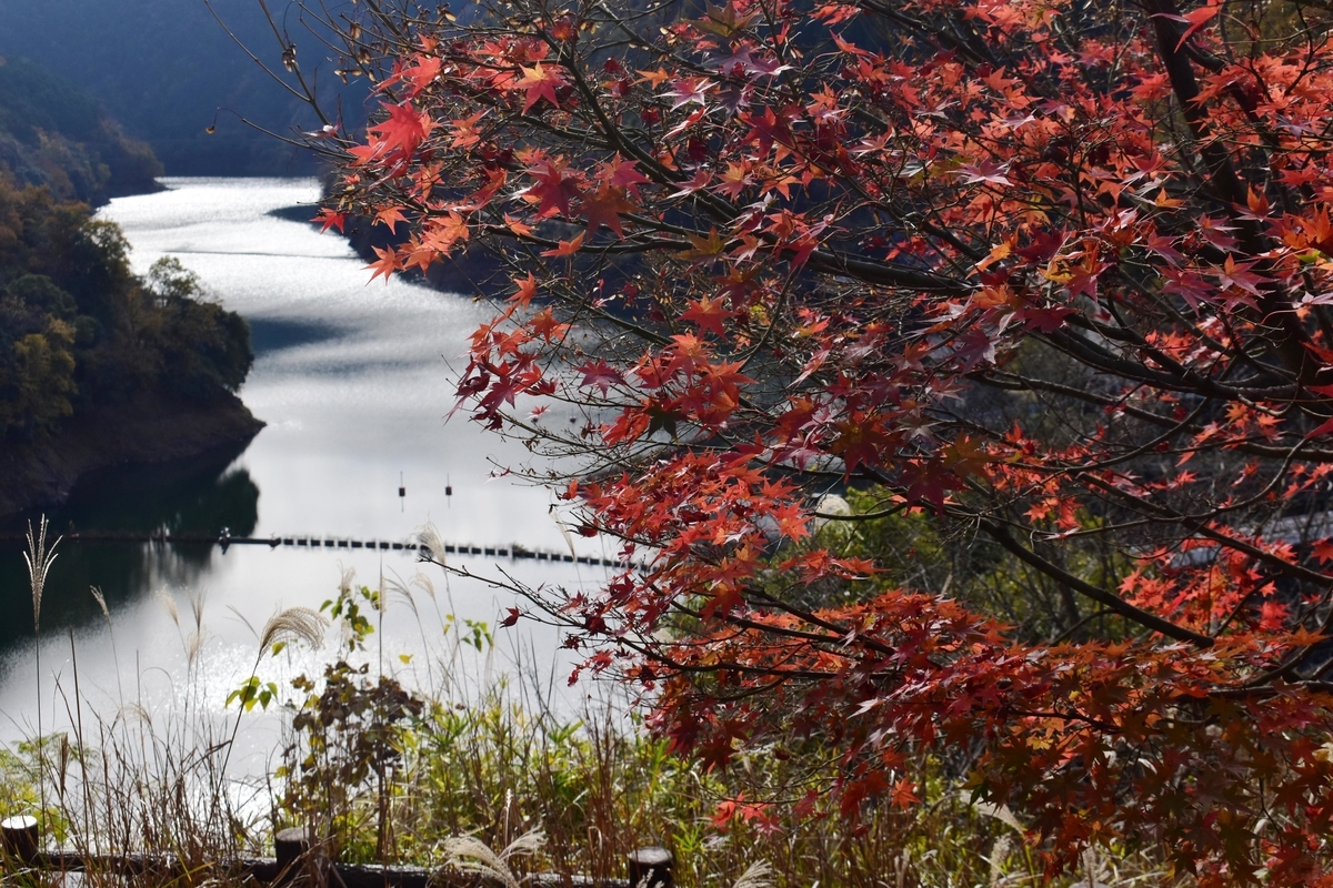 天ヶ瀬森林公園の紅葉 散りはじめ 2020年11月28日 撮影:MKタクシー