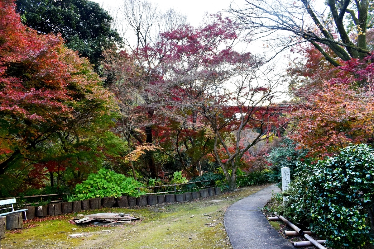 神応寺の紅葉 見頃 2020年11月29日 撮影:MKタクシー