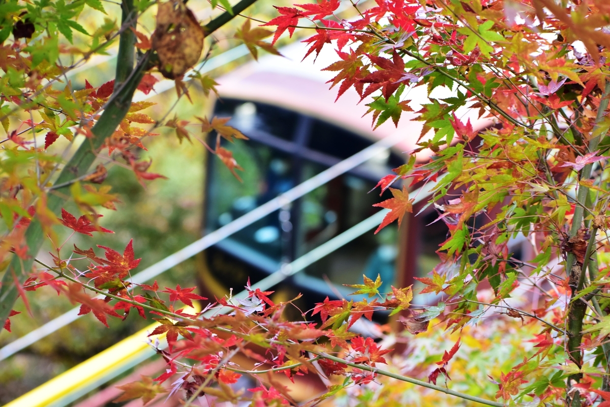 石清水八幡宮参道ケーブル・神応寺奥からの紅葉と「あかね」 見頃 2020年11月29日 撮影:MKタクシー