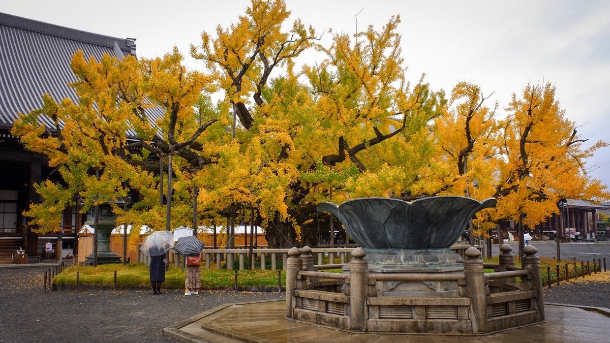 西本願寺・逆さ銀杏 見頃近し 2020年11月20日 撮影:MKタクシー