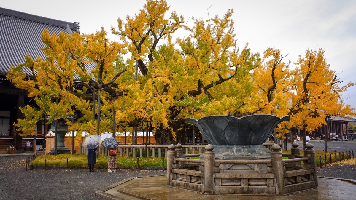 西本願寺・逆さ銀杏　見頃近し　2020年11月20日　撮影：MKタクシー