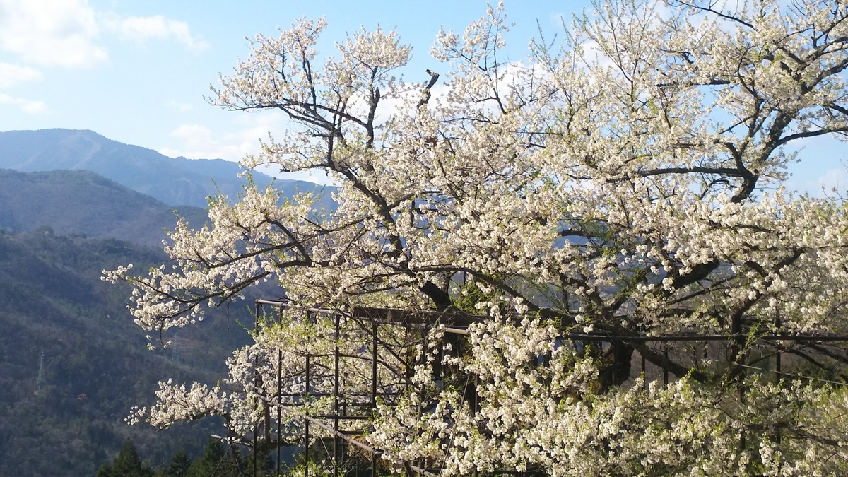 樽見の大桜(エドヒガン) 2019年4月15日 撮影:MKタクシー