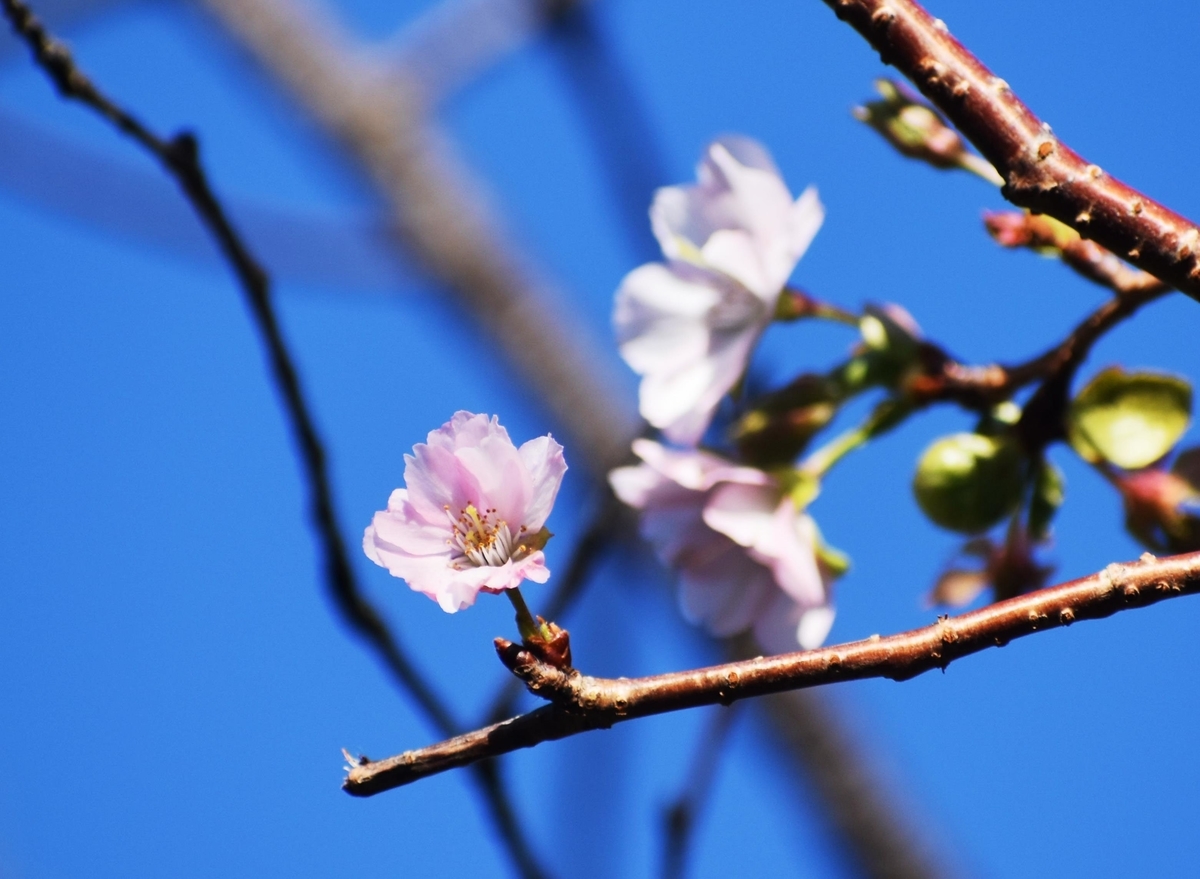 アーコレード　宇治市植物公園　2018年10月20日　撮影：MKタクシー