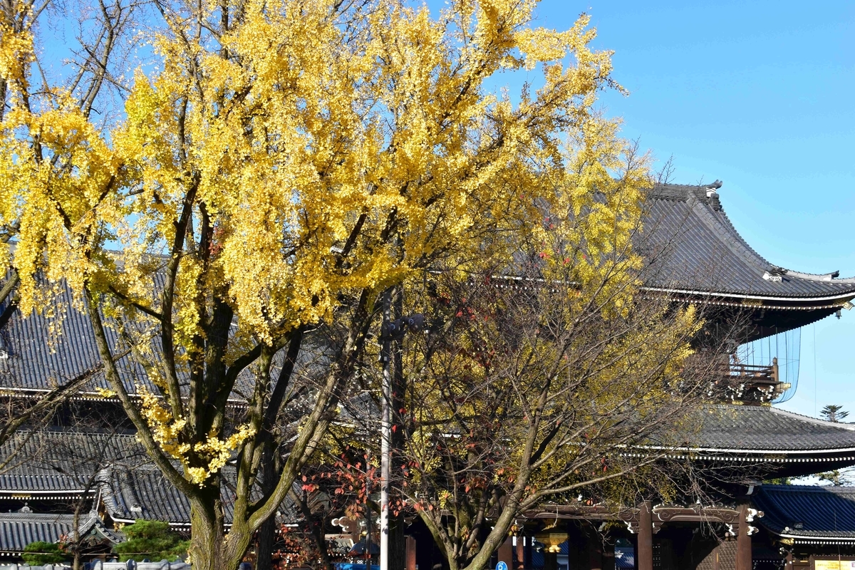 東本願寺・御影堂門前の銀杏 見頃 2020年12月1日 撮影:MKタクシー