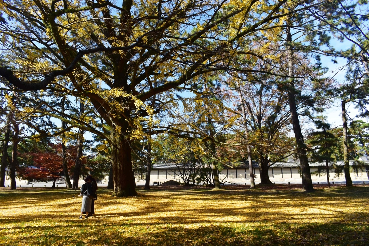京都御苑・京都迎賓館東のイチョウ 散りはじめ 2020年11月26日 撮影:MKタクシー