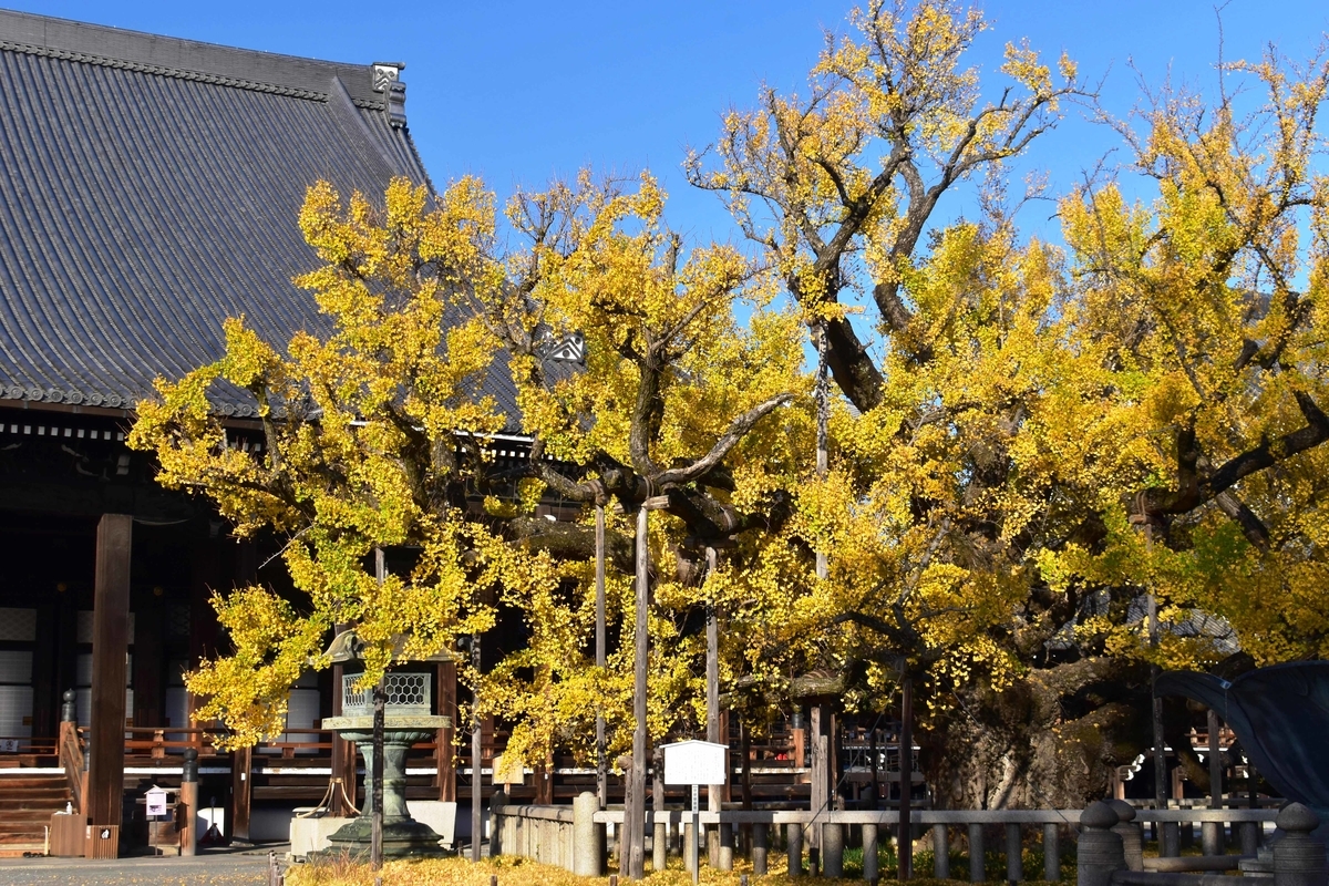 西本願寺・逆さ銀杏 見頃過ぎ 2020年12月1日 撮影:MKタクシー