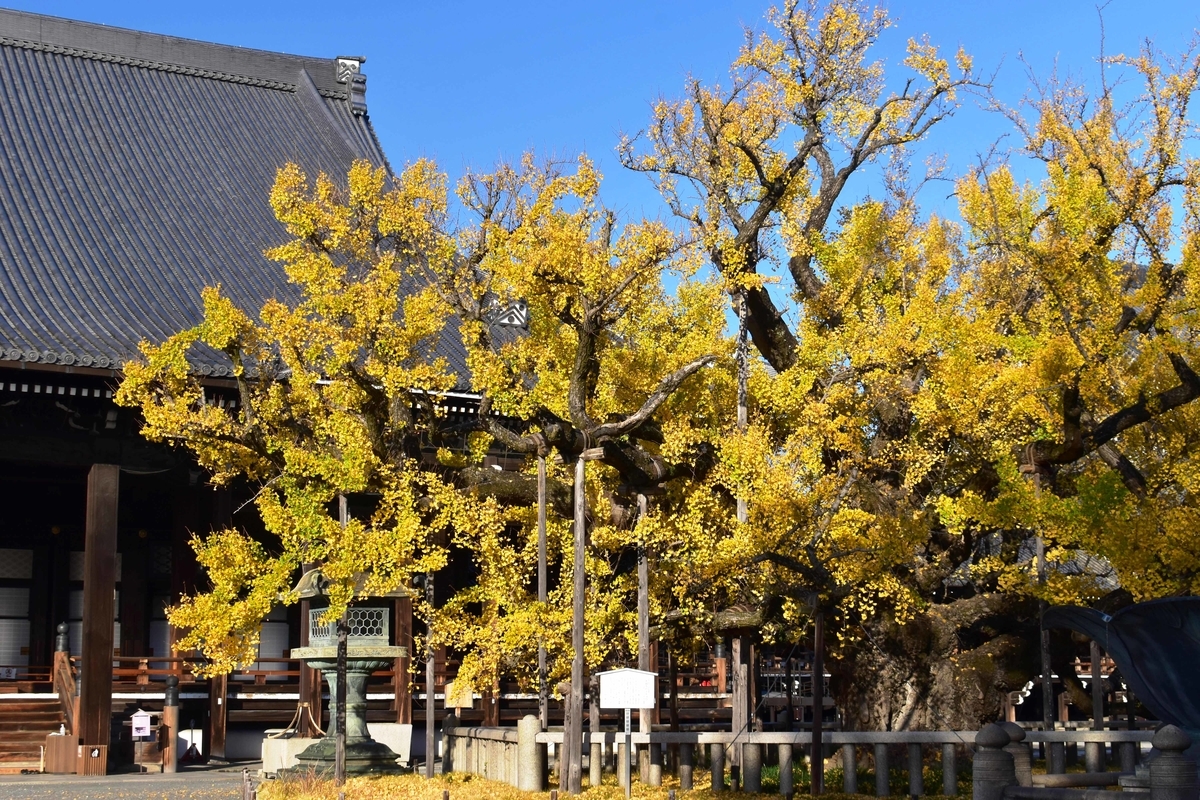 西本願寺・逆さ銀杏　見頃過ぎ　2020年12月1日　撮影：MKタクシー