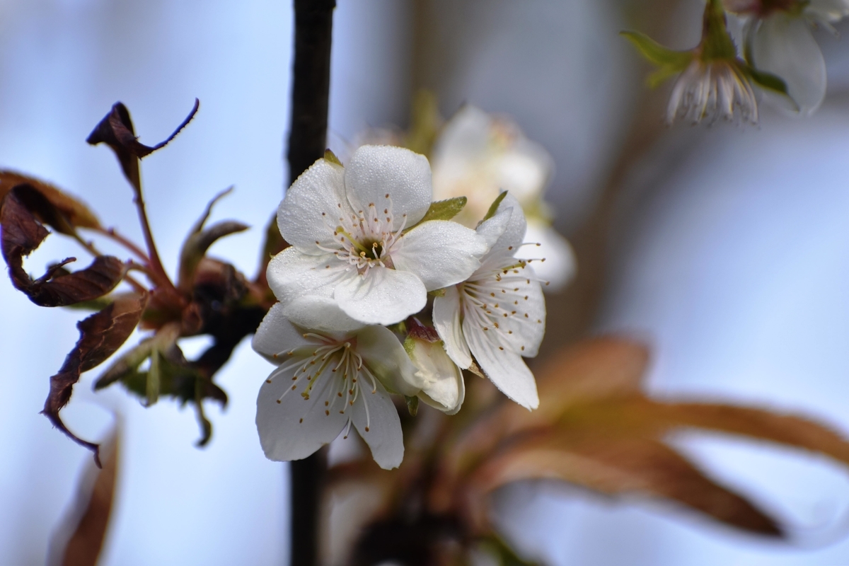 不断桜 京都府立植物園 2020年1月11日 撮影:MKタクシー