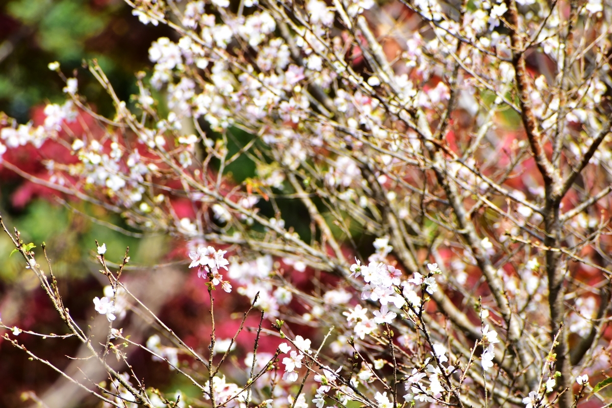 四季桜 京都府立植物園 2019年11月19日 撮影:MKタクシー