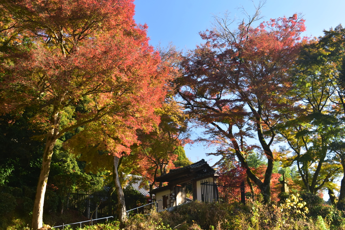 清閑寺・山門の紅葉　見頃　2020年12月2日　撮影：MKタクシー