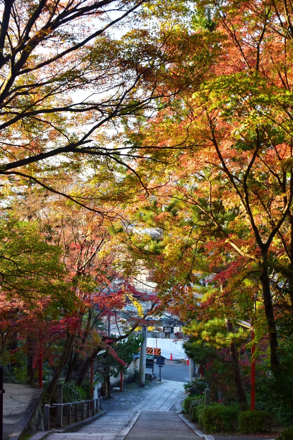 粟田神社・参道の紅葉　見頃　2020年12月2日　撮影：MKタクシー