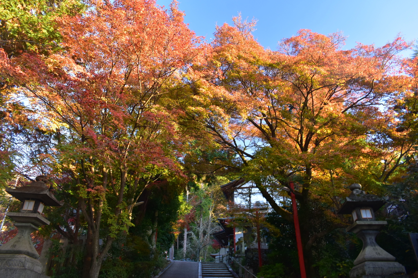 粟田神社・参道の紅葉　見頃　2020年12月2日　撮影：MKタクシー