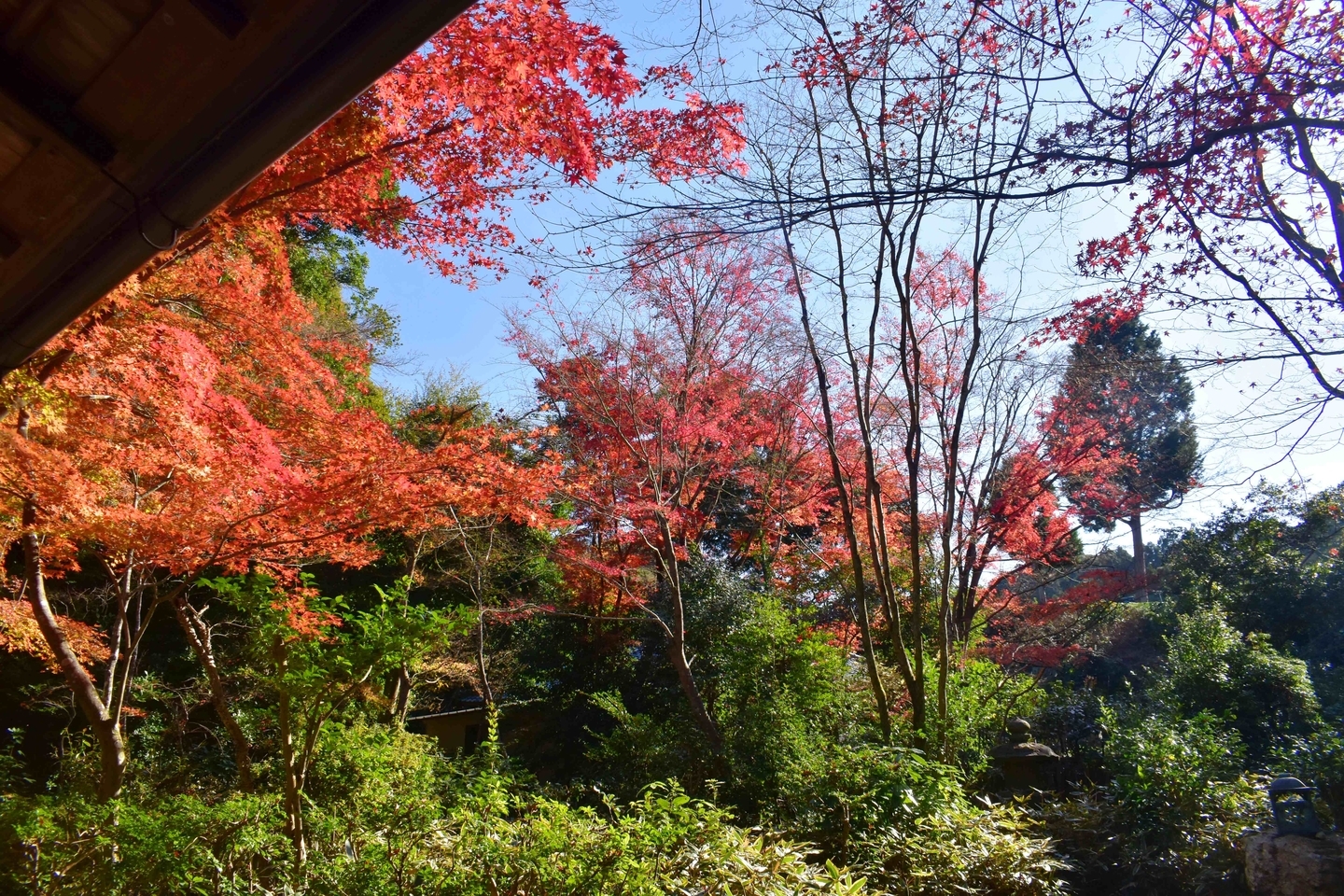 来迎院・含翠庭の紅葉　見頃　2020年12月2日　撮影：MKタクシー