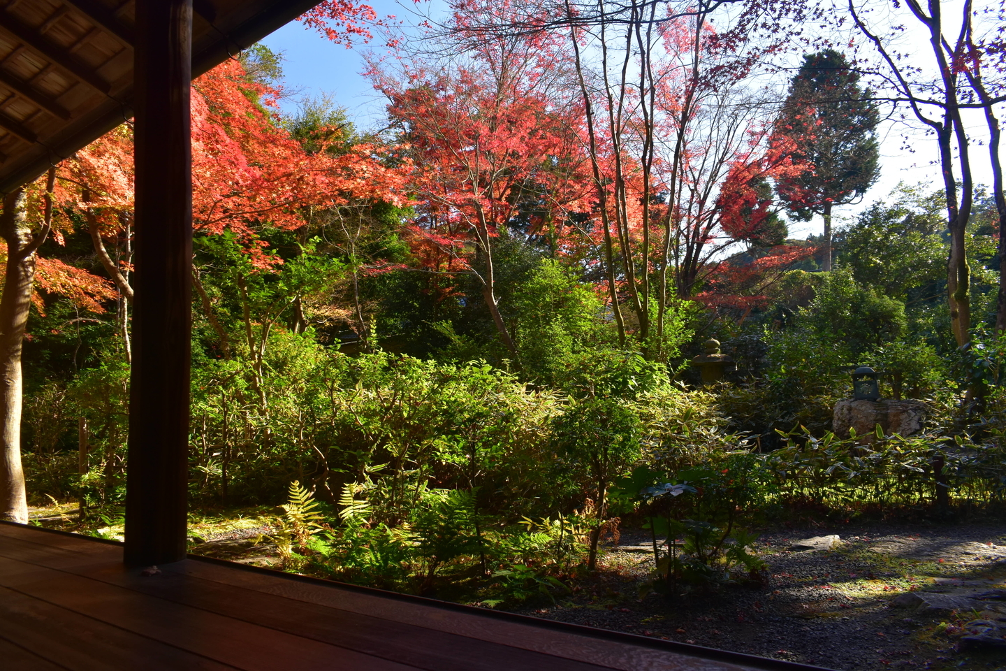 来迎院・含翠庭の紅葉 見頃 2020年12月2日 撮影:MKタクシー