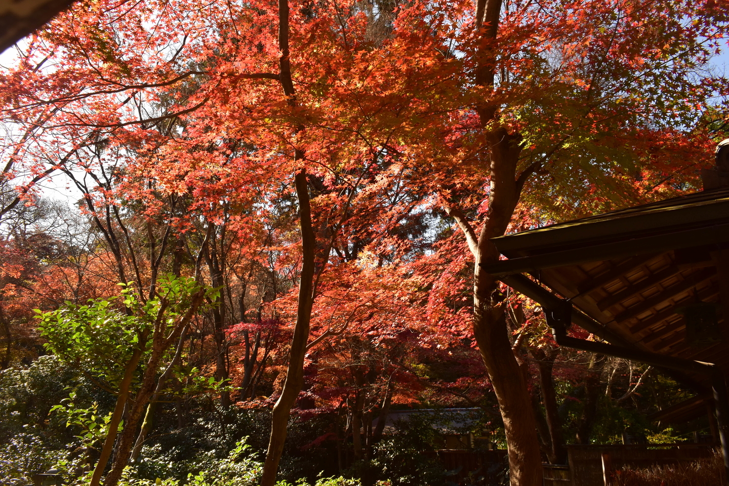 来迎院・含翠庭の紅葉　見頃　2020年12月2日　撮影：MKタクシー