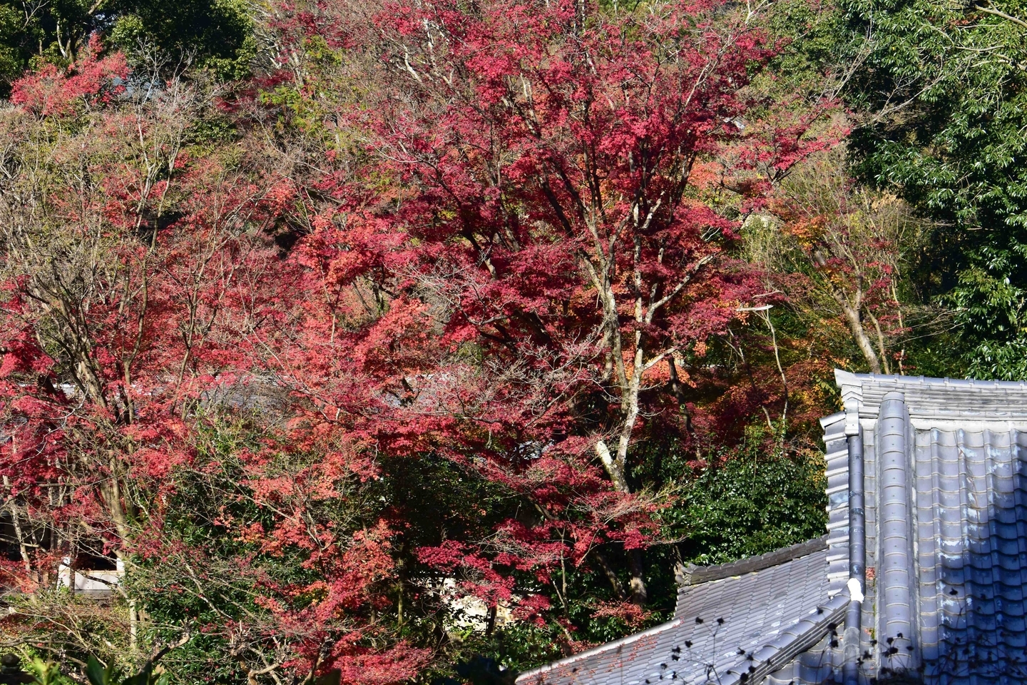 来迎院・月輪陵参道からの紅葉 見頃 2020年12月2日 撮影:MKタクシー
