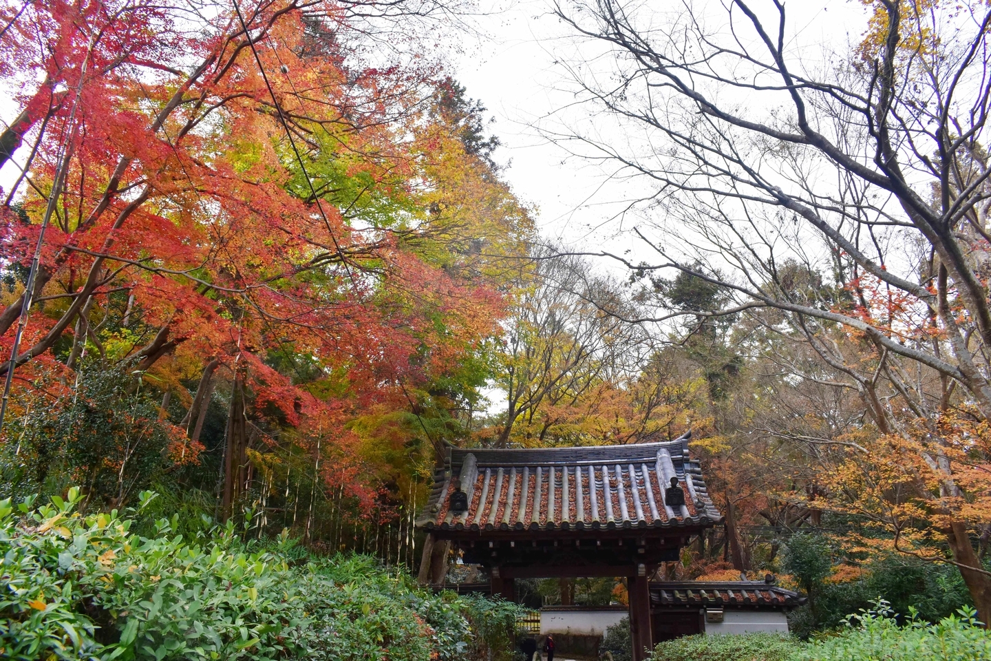 来迎院・山門の紅葉　見頃過ぎ　2018年12月9日　撮影：MKタクシー