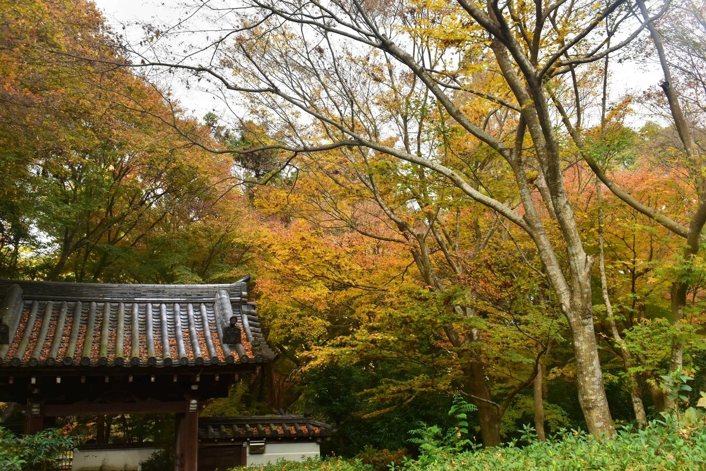 来迎院・山門の紅葉　見頃過ぎ　2019年12月4日　撮影：MKタクシー