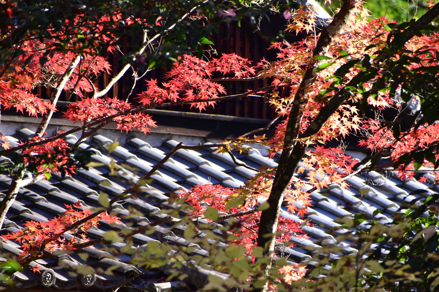 来迎院・含翠庭の紅葉 見頃 2020年12月2日 撮影:MKタクシー