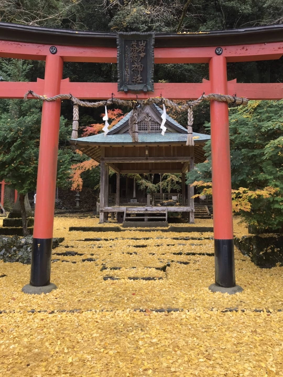 岩戸落葉神社のイチョウ 散りはじめ 見頃 2020年11月20日 撮影:MKタクシー