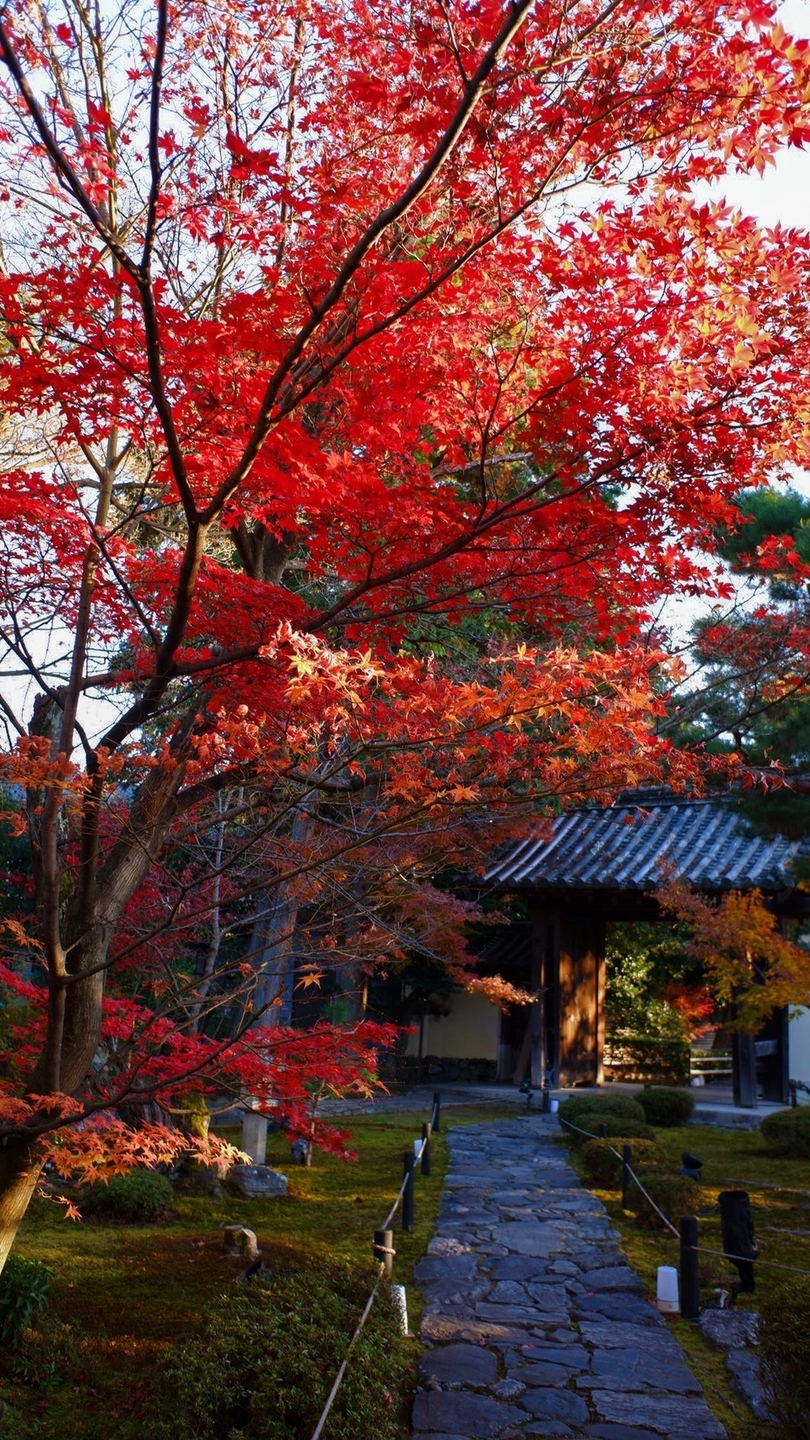 鹿王院・参道の紅葉　散りはじめ　見頃　2020年12月4日　撮影：MKタクシー