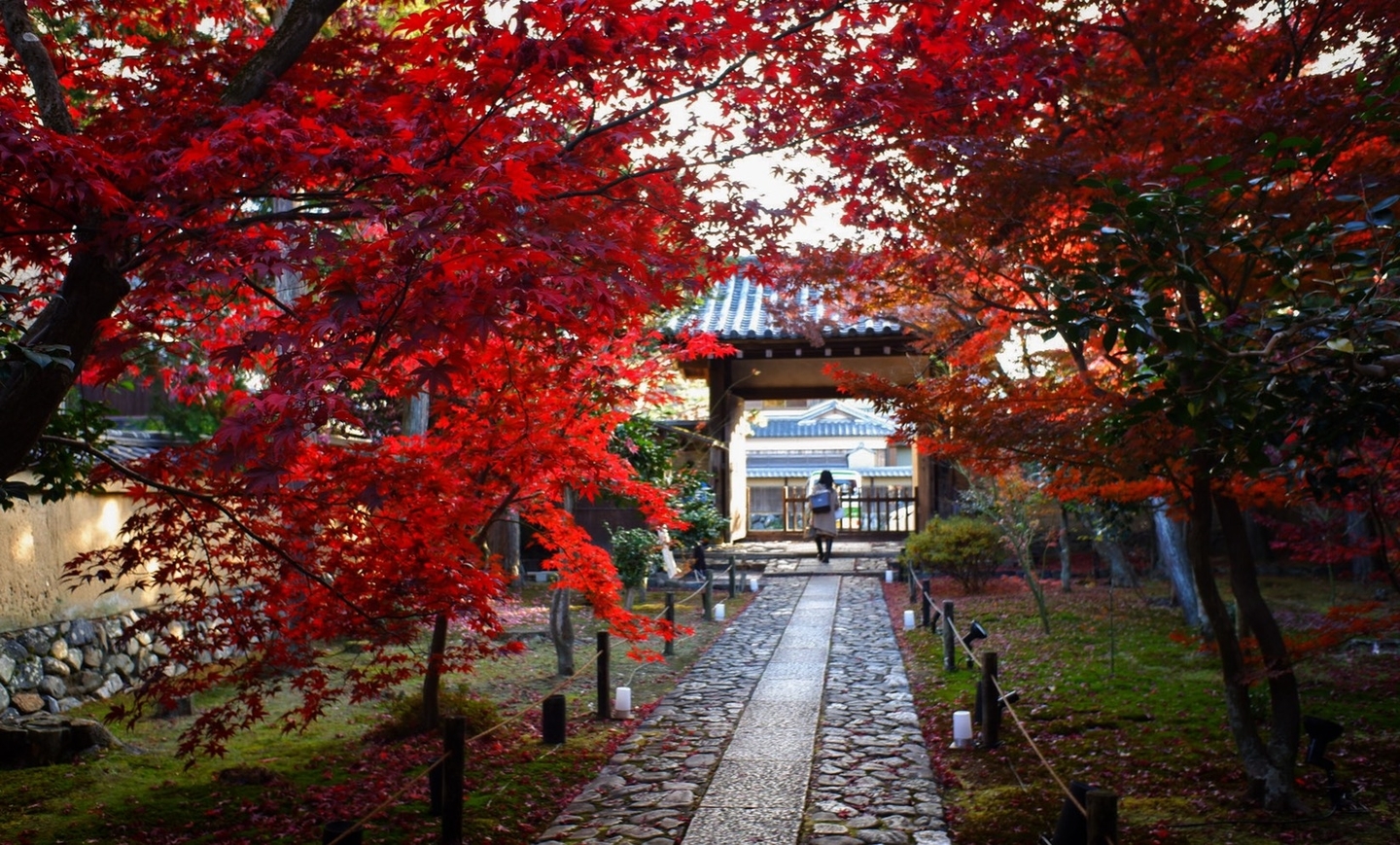 鹿王院・参道の紅葉 散りはじめ 見頃 2020年12月4日 撮影:MKタクシー