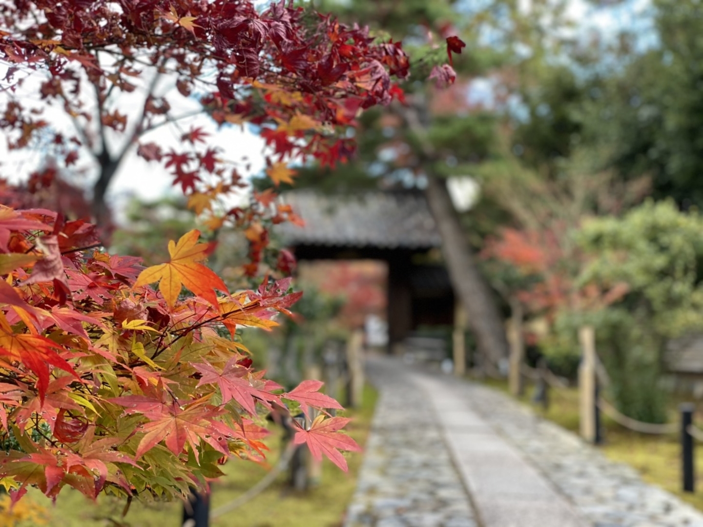 鹿王院・参道の紅葉 見頃過ぎ 2020年11月28日 撮影:MKタクシー