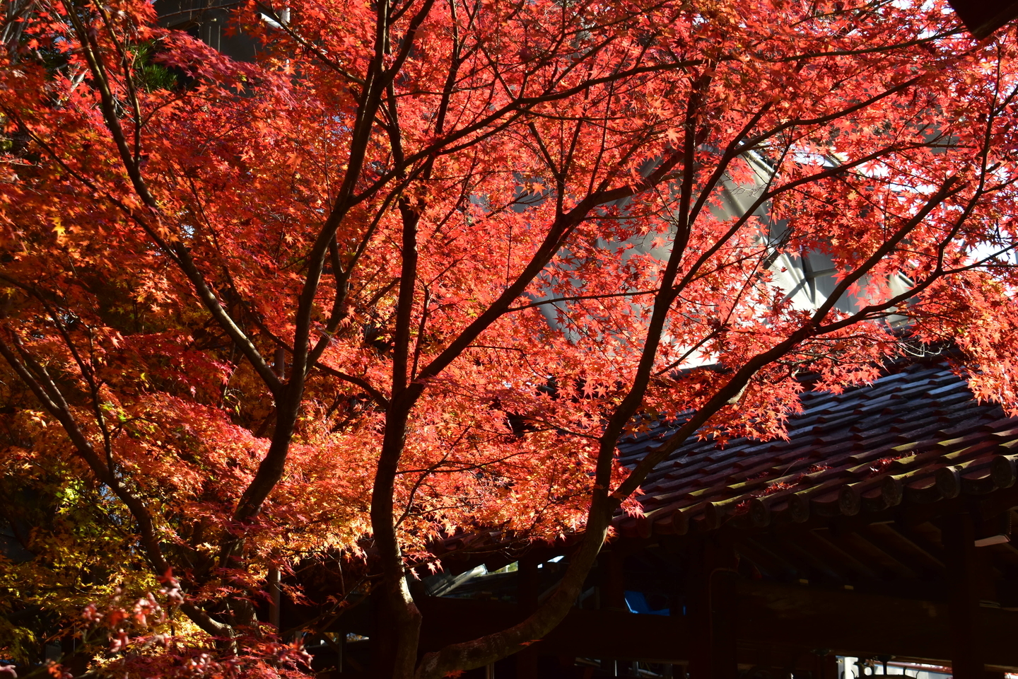 萬福寺の紅葉 散りはじめ 2020年12月5日 撮影:MKタクシー