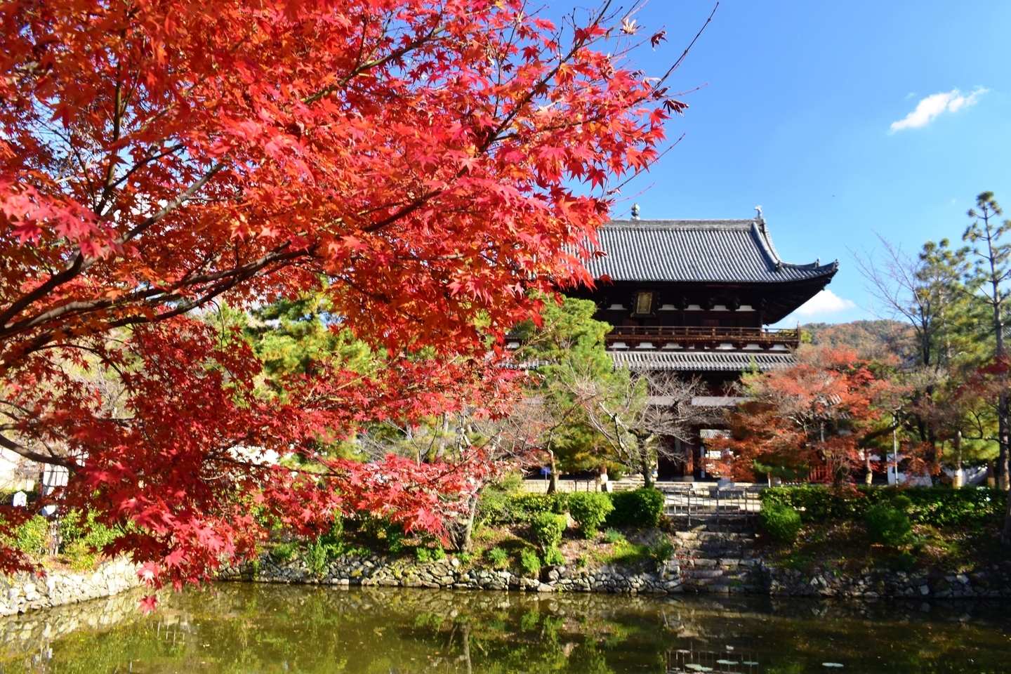 萬福寺・山門の紅葉　散りはじめ　2020年12月5日　撮影：MKタクシー