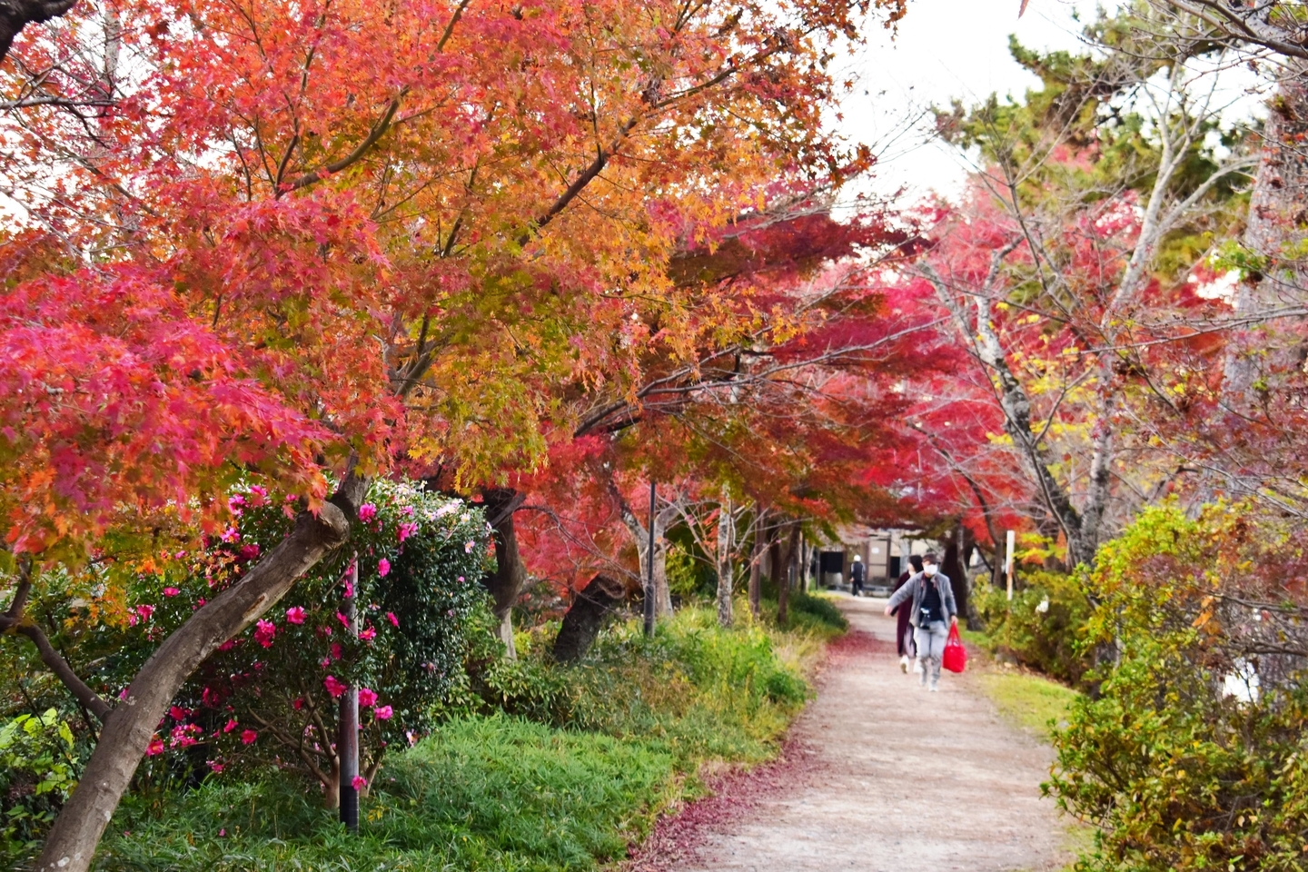 あじろぎの道の紅葉 見頃 2020年12月5日 撮影:MKタクシー
