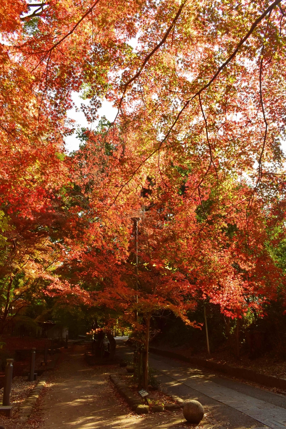 さわらびの道の紅葉　見頃　2017年12月2日　撮影：MKタクシー