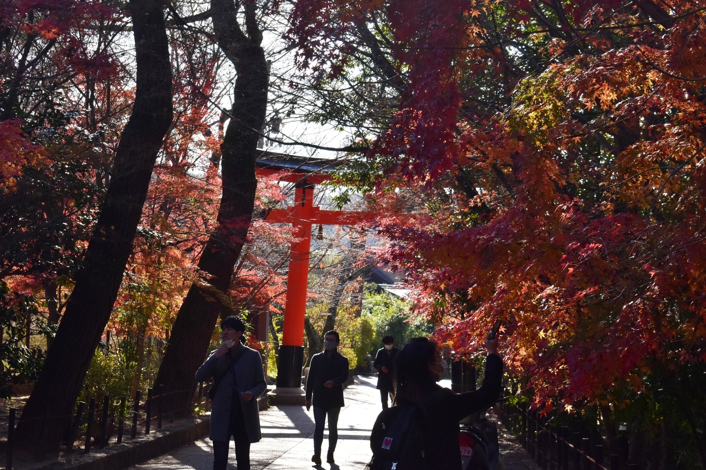宇治上神社の紅葉 散りはじめ 2020年12月5日 撮影:MKタクシー