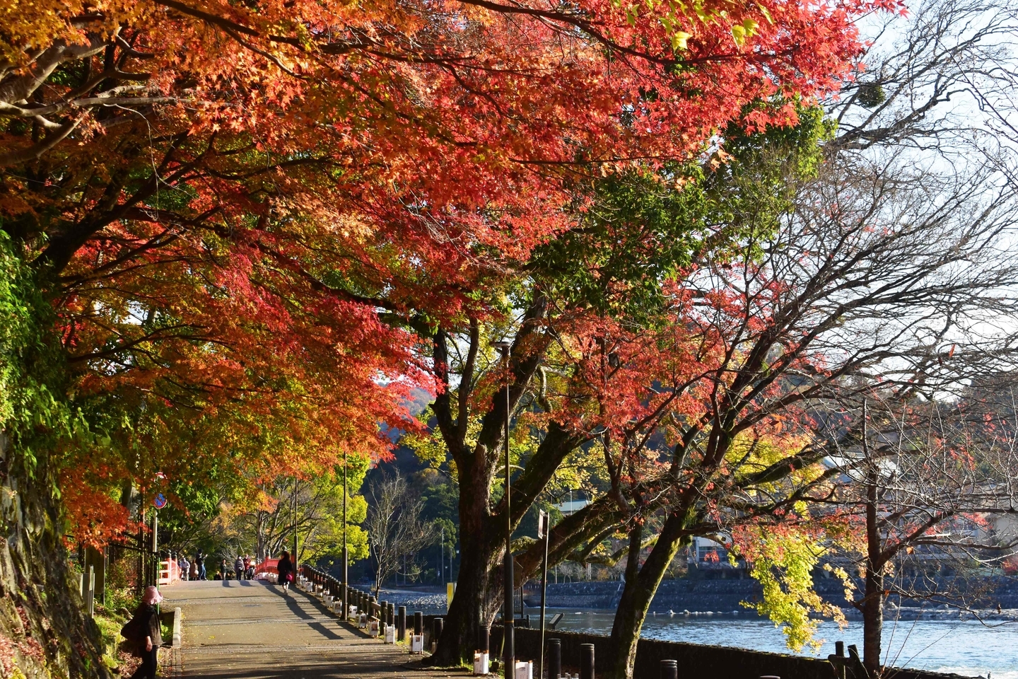 朝霧通の紅葉 見頃 2020年12月5日 撮影:MKタクシー