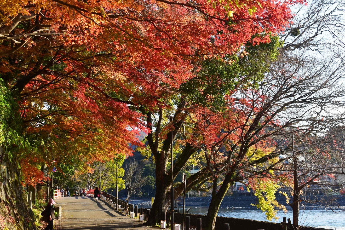 朝霧通の紅葉　見頃　2020年12月5日　撮影：MKタクシー