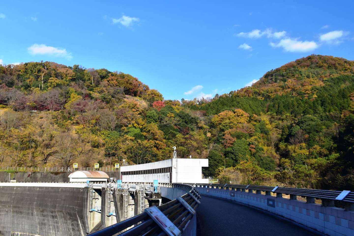 天ヶ瀬ダムの紅葉 見頃 2020年12月5日 撮影:MKタクシー