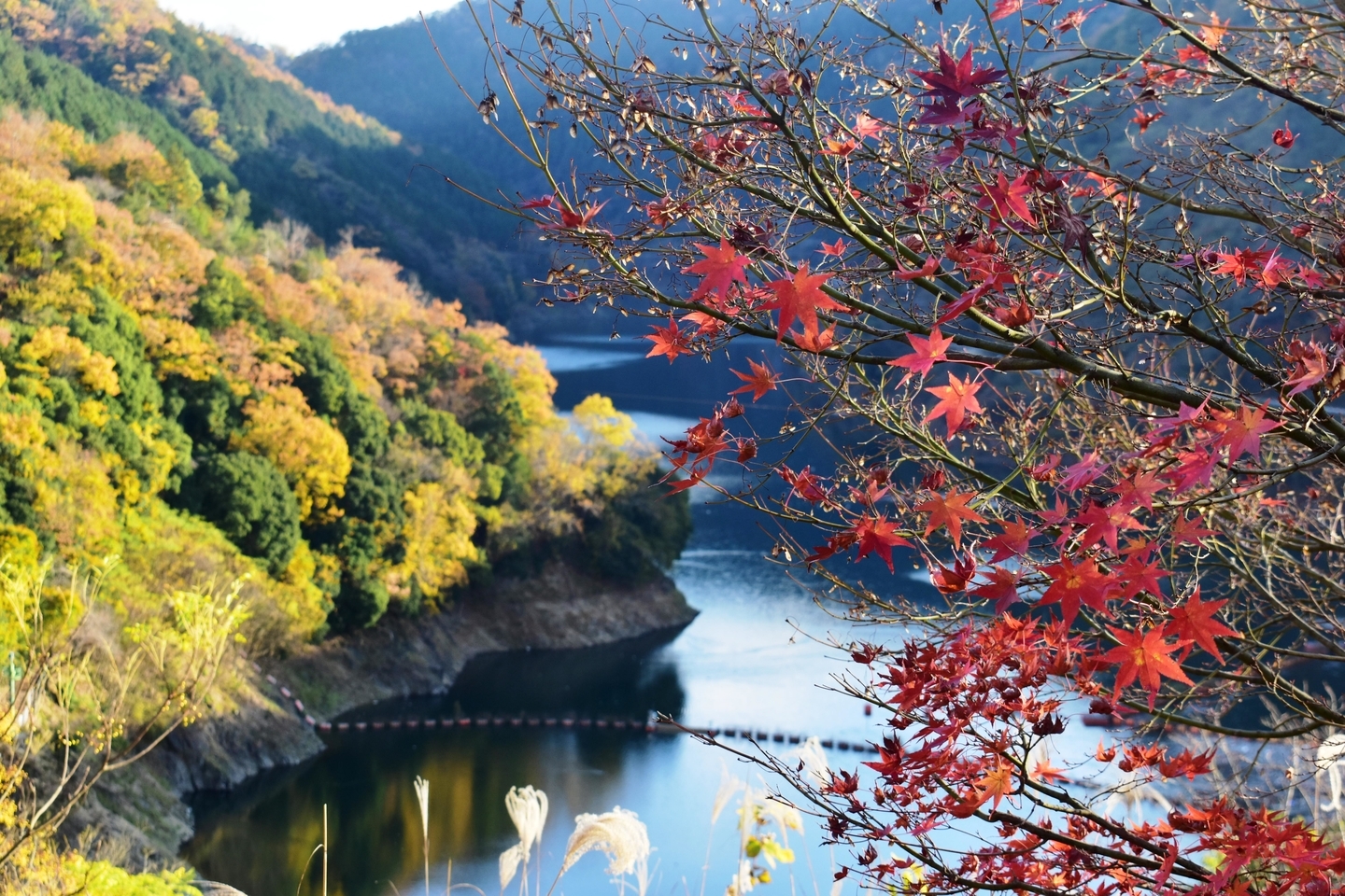 天ヶ瀬森林公園の紅葉 散りはじめ 2020年12月5日 撮影:MKタクシー