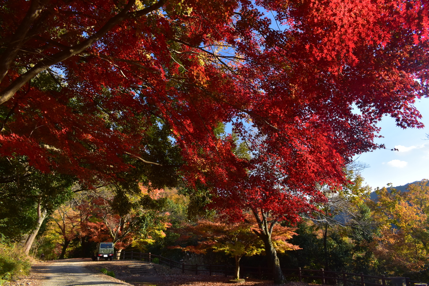 天ヶ瀬森林公園の紅葉 散りはじめ 2020年12月5日 撮影:MKタクシー