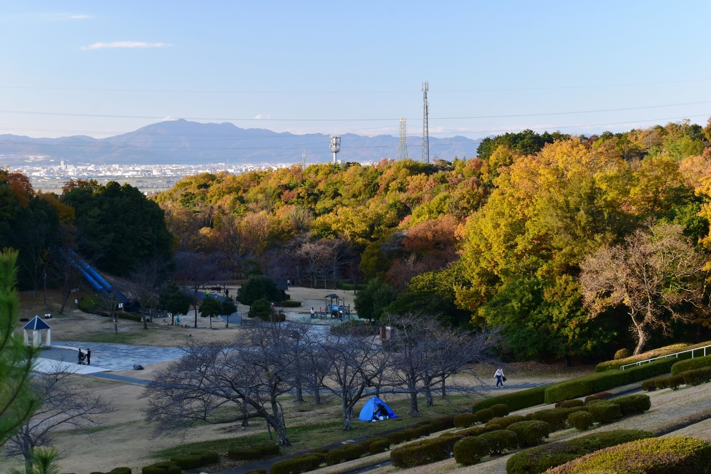 太陽が丘公園の紅葉 散りはじめ 2020年12月5日 撮影:MKタクシー