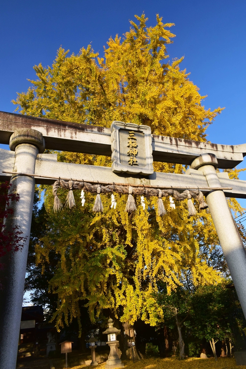 三栖神社のイチョウ 見頃 2020年12月10日 撮影:MKタクシー