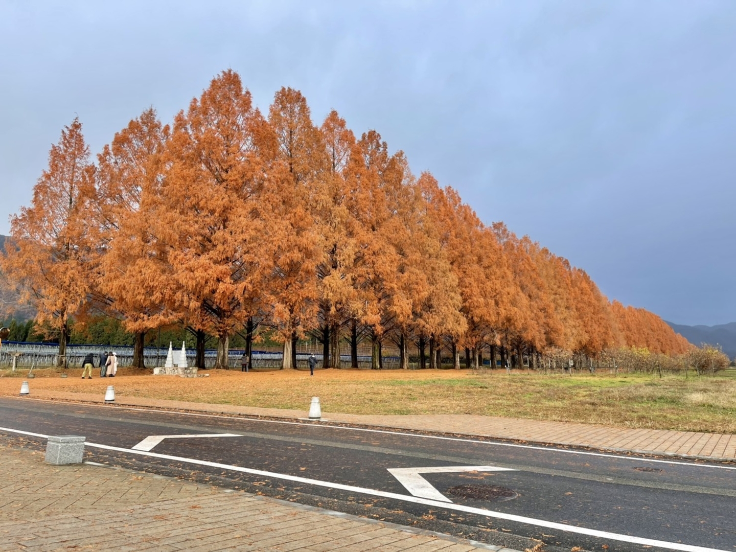メタセコイア並木の紅葉 散りはじめ 2020年12月13日 撮影:MKタクシー