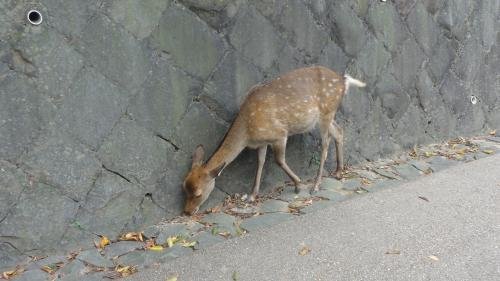 鹿 撮影:MKタクシー