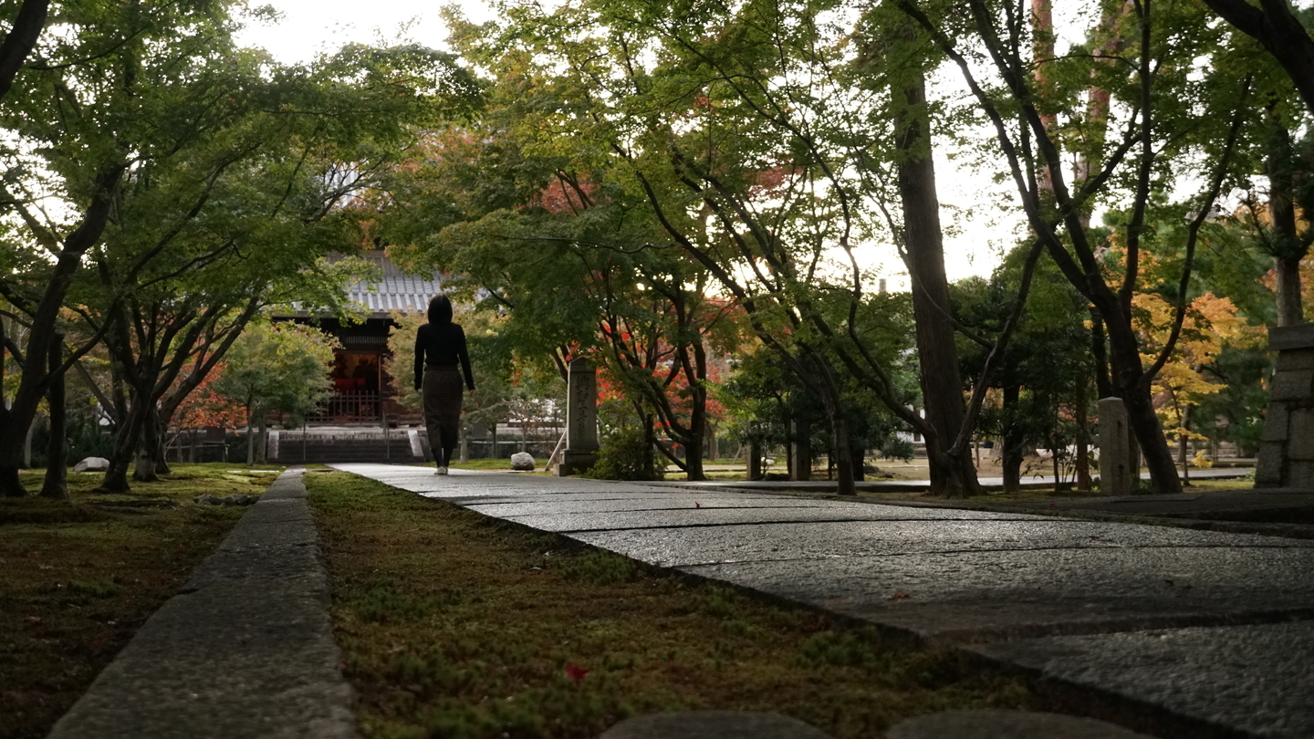京都西陣・興聖寺｜癒しの夜坐禅～苔庭ライトアップ～体験レポート - MKメディア